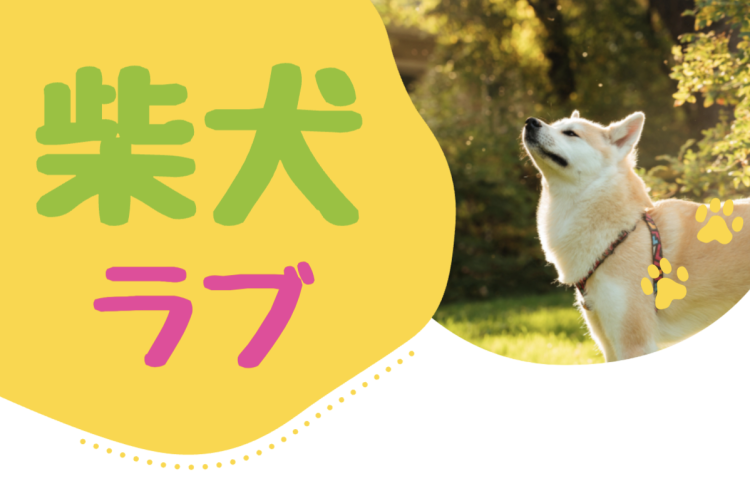 柴犬ラブ